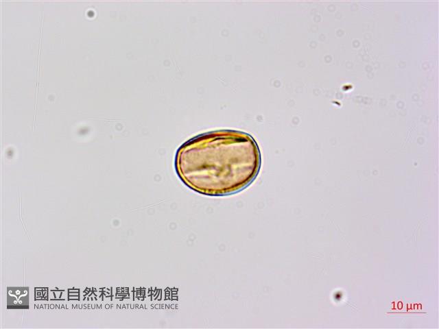 小槐花藏品圖，第3張