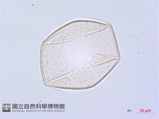 萎蕤藏品圖，第3張