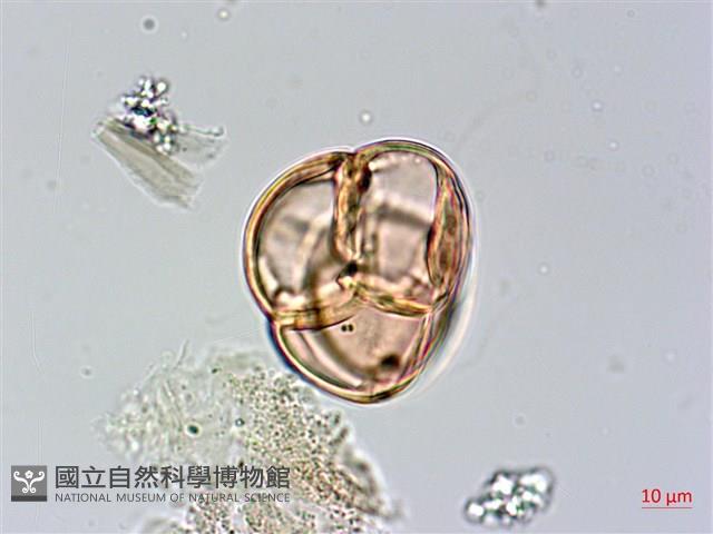 森氏杜鵑、森氏滿江紅藏品圖，第4張