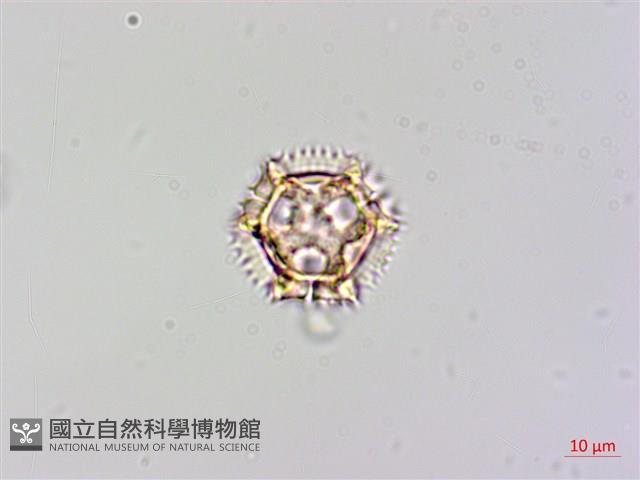 黃鵪菜藏品圖，第3張