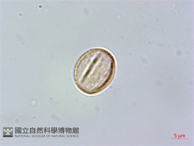 流蘇藏品圖，第3張