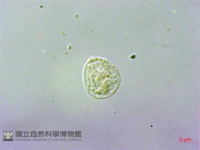 吐煙花藏品圖，第3張