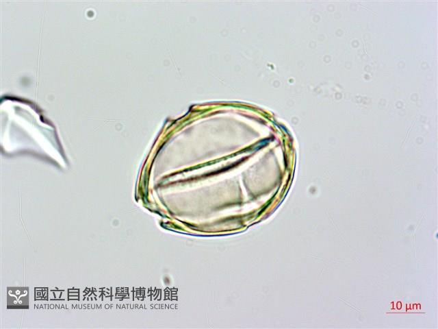 蘭嶼馬蹄花藏品圖，第4張