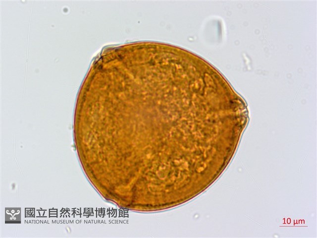 鄧氏胡頹子藏品圖，第4張