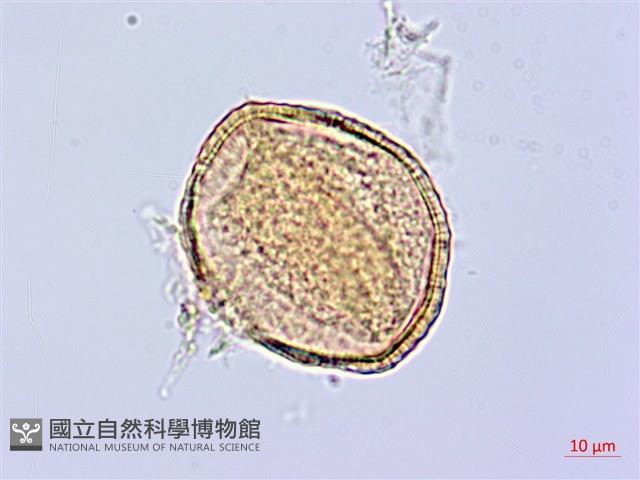 莔麻葉捕魚木、散麻樹藏品圖，第3張