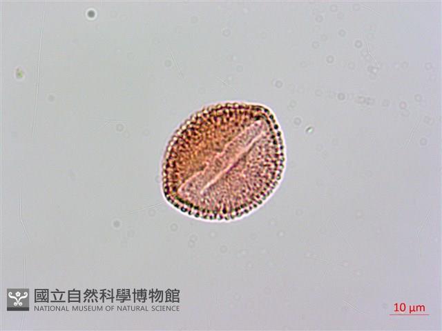 紅珠藤藏品圖，第3張