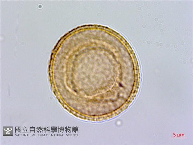 齒果酸模藏品圖，第3張