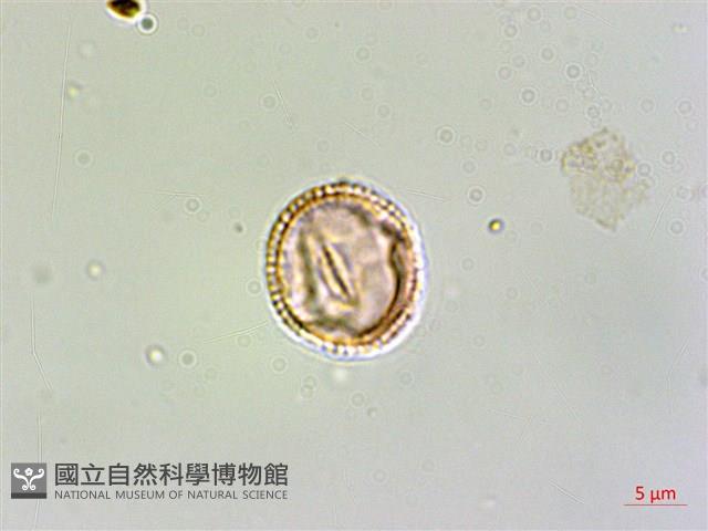 水金京藏品圖，第3張