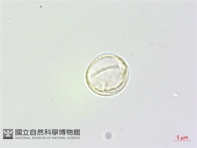 懸鈴木葉苧麻藏品圖，第3張