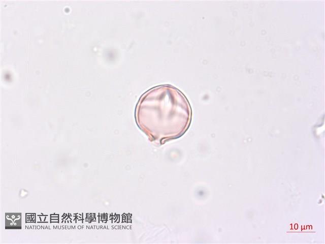 毛酸漿藏品圖，第3張