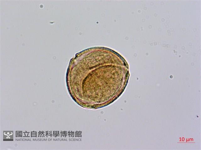 皺葉酸模藏品圖，第3張