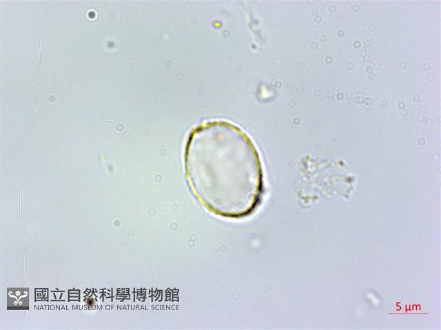 糙梗樓梯草藏品圖，第3張