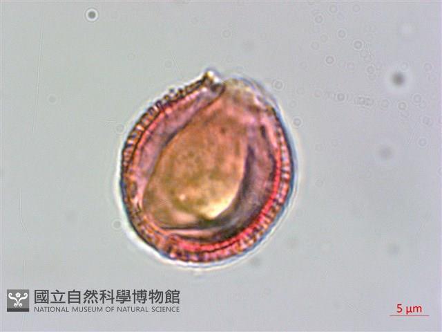 雷公藤藏品圖，第4張