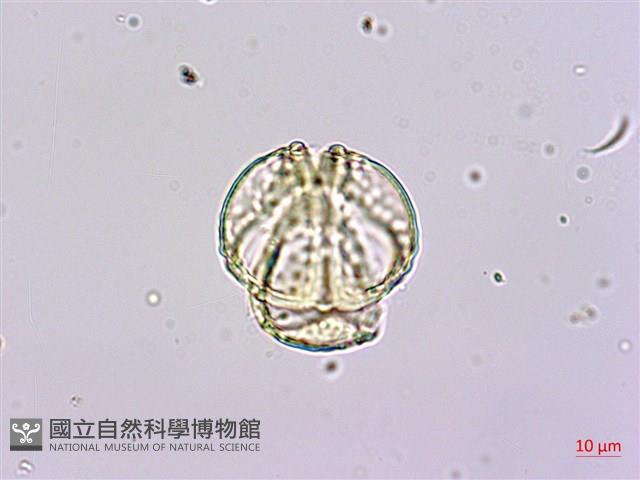 水茄苳、穗花棋盤腳樹藏品圖，第3張
