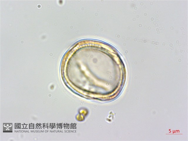 長序木通藏品圖，第3張