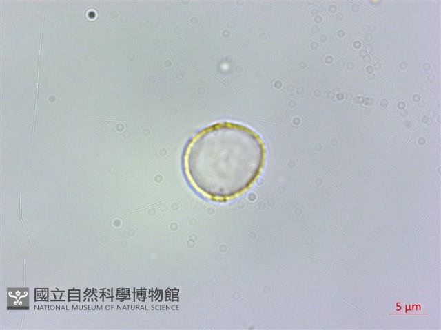 冷清草藏品圖，第3張