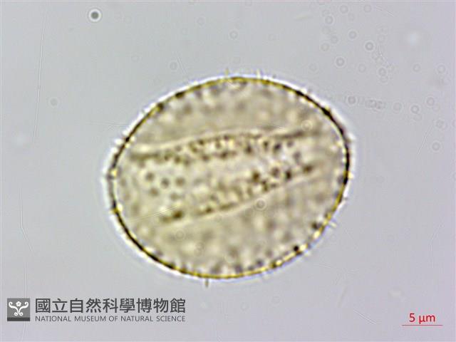 菝契藏品圖，第3張