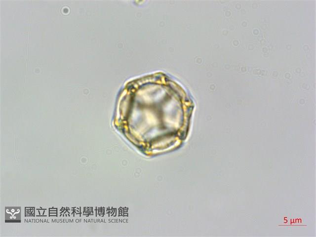 蓮子草藏品圖，第4張