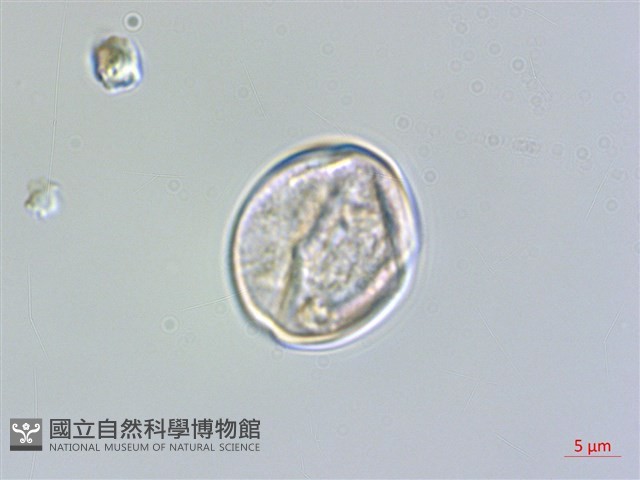 毛柱楊桐、阿里山楊桐藏品圖，第3張