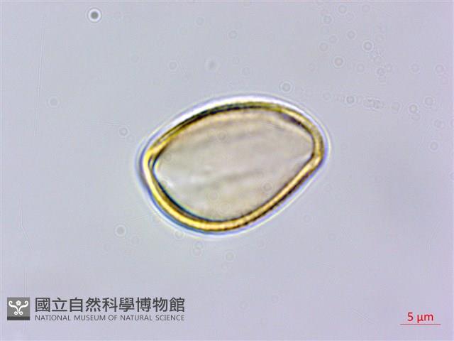 南台灣黃岑藏品圖，第4張