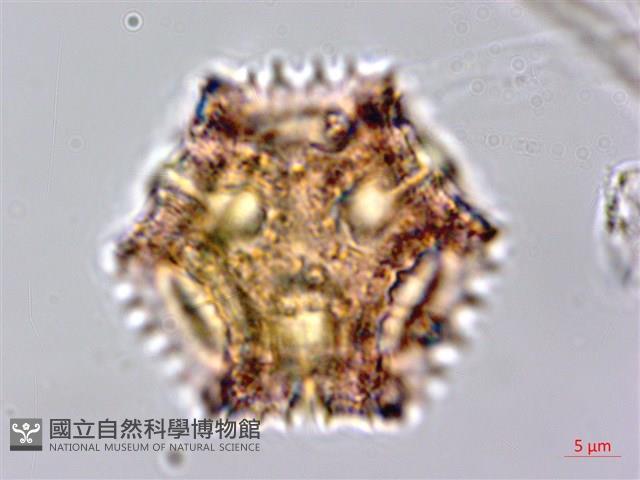 細葉假黃鵪菜藏品圖，第4張