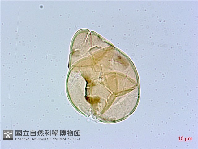 鞍馬山越橘藏品圖，第4張