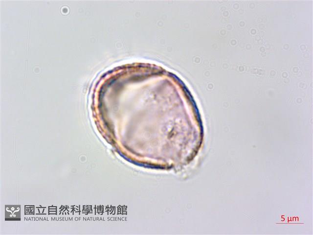 毛苦參藏品圖，第4張