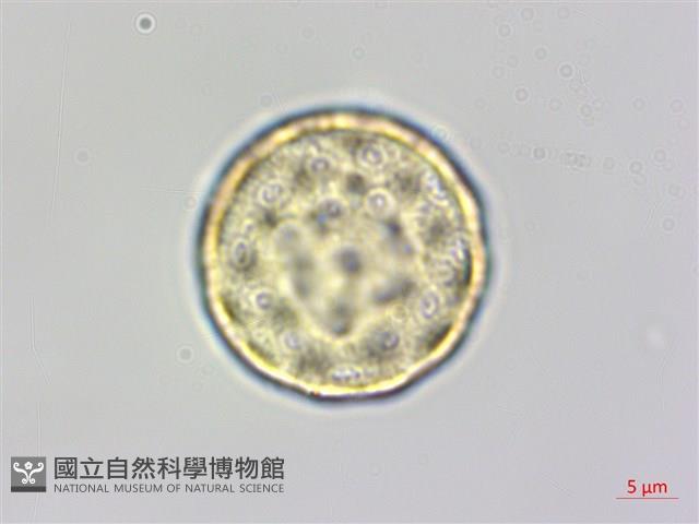 藜、灰藜藏品圖，第4張