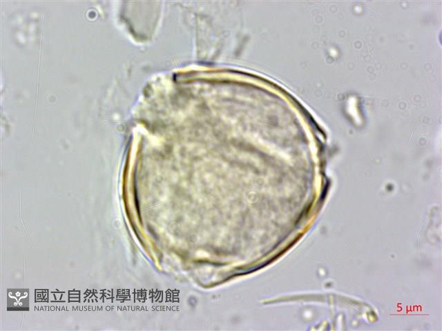 燈籠草藏品圖，第4張