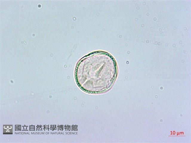 鵝掌柴、江某、鴨腳樹藏品圖，第3張