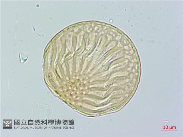 巨葉花遠志藏品圖，第3張