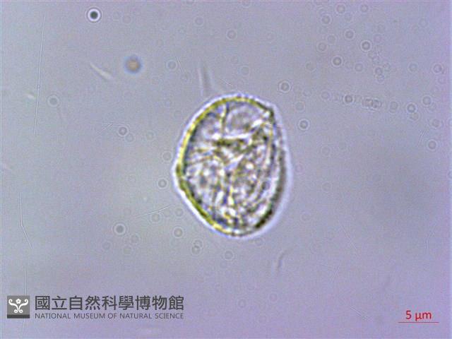 赤車使者藏品圖，第3張