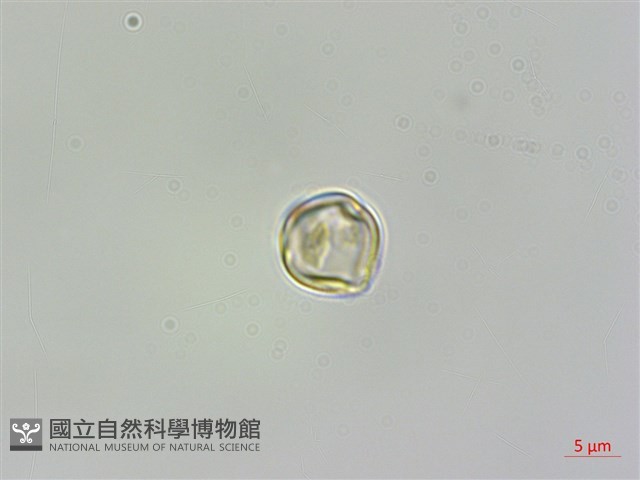雨傘仔藏品圖，第3張