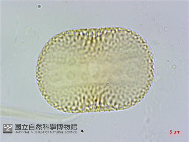 柳葉鱗球花藏品圖，第4張