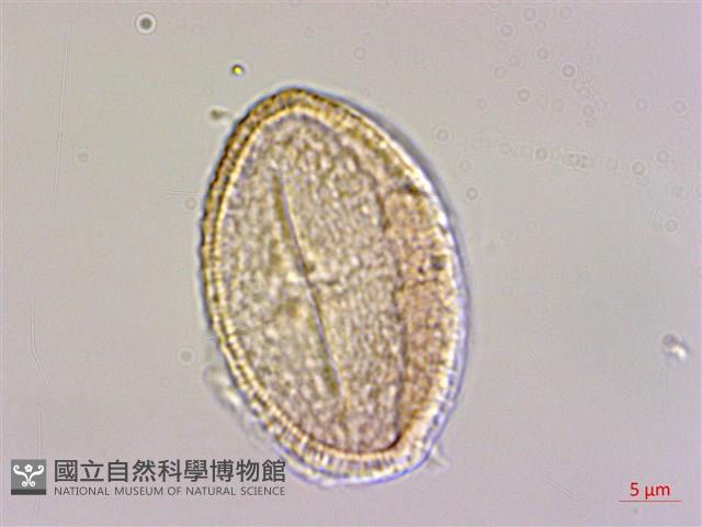 繩黃麻藏品圖，第3張
