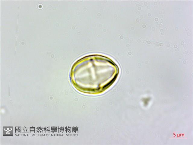 登錄號:S161822藏品圖，第3張