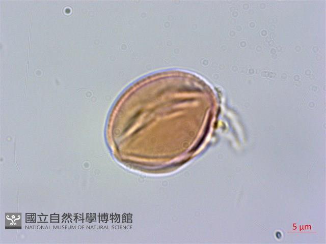 華南毛柃藏品圖，第3張