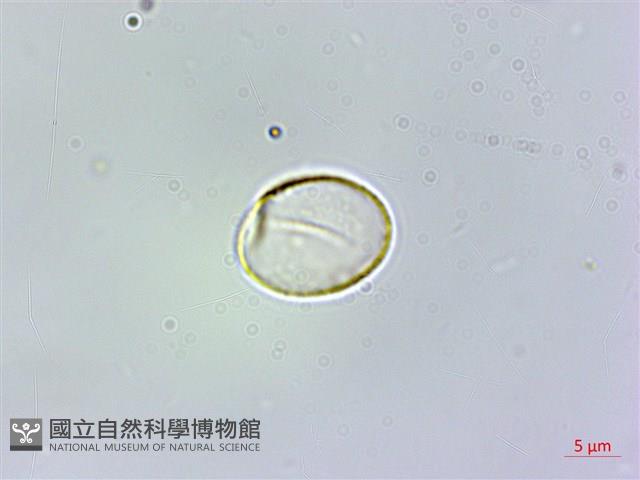 冷清草藏品圖，第3張