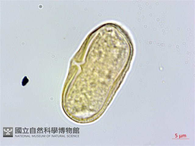 登錄號:S162202藏品圖，第3張