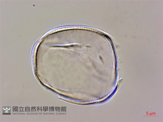 琉球鈴木草藏品圖，第3張