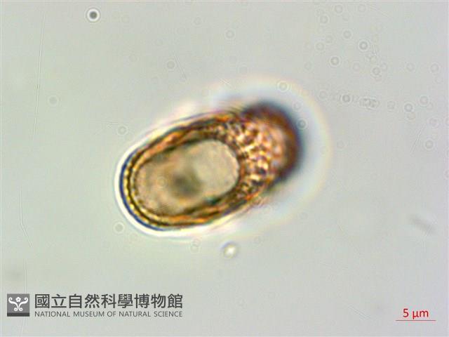 狹葉爵床藏品圖，第4張