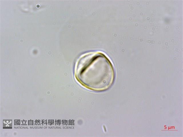 蘭嶼赤楠藏品圖，第4張