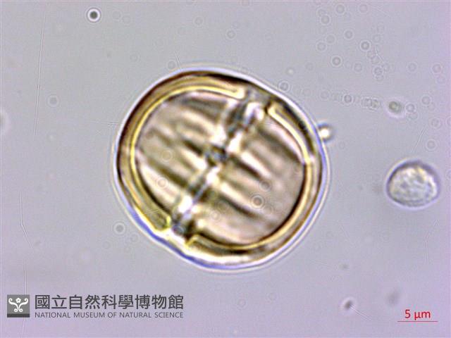 圓錐花遠志藏品圖，第3張