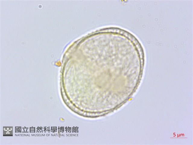 中華天胡荽藏品圖，第3張