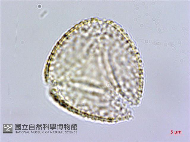 銀蓮花藏品圖，第3張