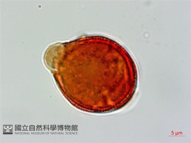 交趾衛矛藏品圖，第3張