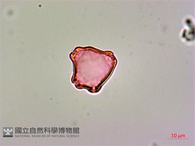呂宋毛蕊木藏品圖，第4張