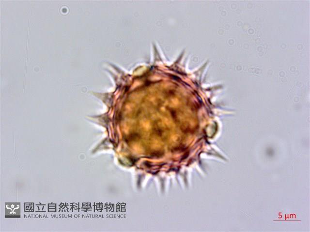 鬼針藏品圖，第3張