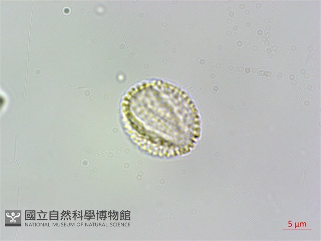 多花油柑、白仔藏品圖，第4張
