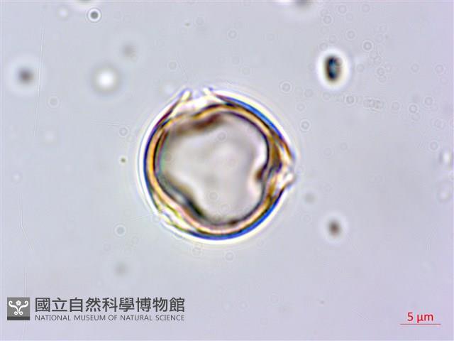 蘭嶼百脈根藏品圖，第4張